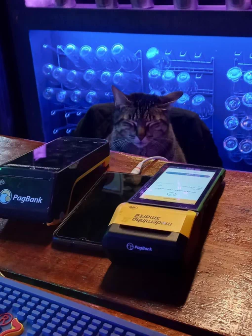 A brown cat with their eyes closed in a shop in front of a card reader.