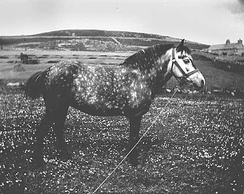 A black and white photograph of a horse standing in a field. The dappled pattern of the horse is very similar to the field of flowers it is standing in so that it blends in.
