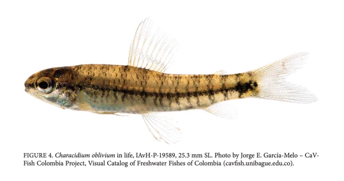𝐶ℎ𝑎𝑟𝑎𝑐𝑖𝑑𝑖𝑢𝑚 𝑜𝑏𝑙𝑖𝑣𝑖𝑢𝑚 in life, IAvH-P-19589, 25.3 mm SL. Photo by Jorge E. García-Melo – CaVFish Colombia Project, Visual Catalog of Freshwater Fishes of Colombia (https://cavfish.unibague.edu.co).