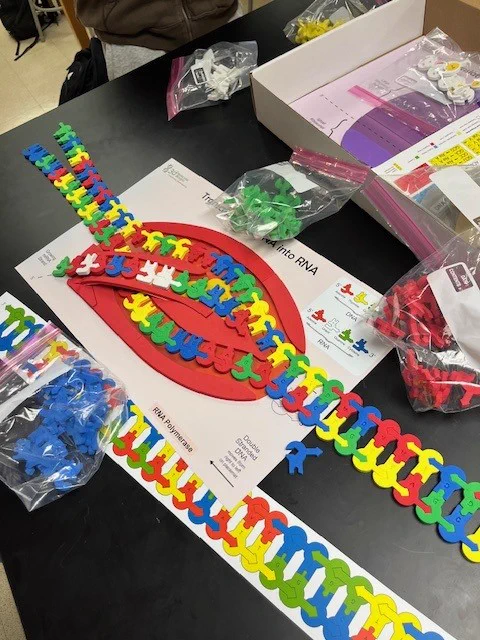 Colorful plastic models of DNA strands arranged on a table with instructional sheets and bags of pieces nearby.
