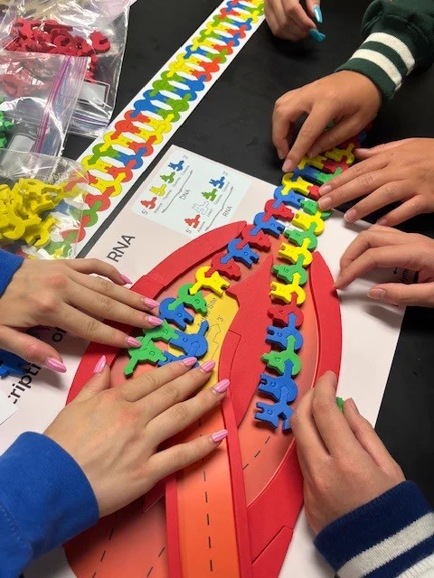 Hands assembling a colorful RNA model with interlocking pieces on a black table, following a detailed instruction sheet.