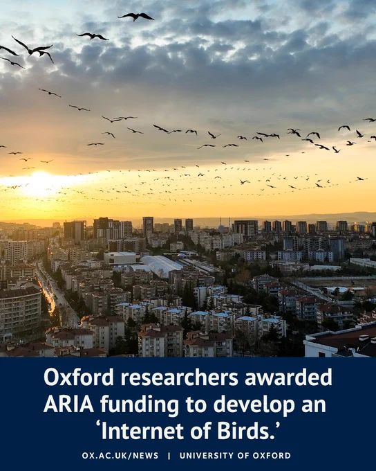 A social media graphic showing a flock of birds flying across a city skyline at sunrise or sunset. The sky is filled with scattered clouds and dozens of birds in flight above densely packed buildings. Overlaid text reads: "Oxford researchers awarded ARIA funding to develop an ‘Internet of Birds’." The graphic includes University of Oxford branding and a link to the University's news website.