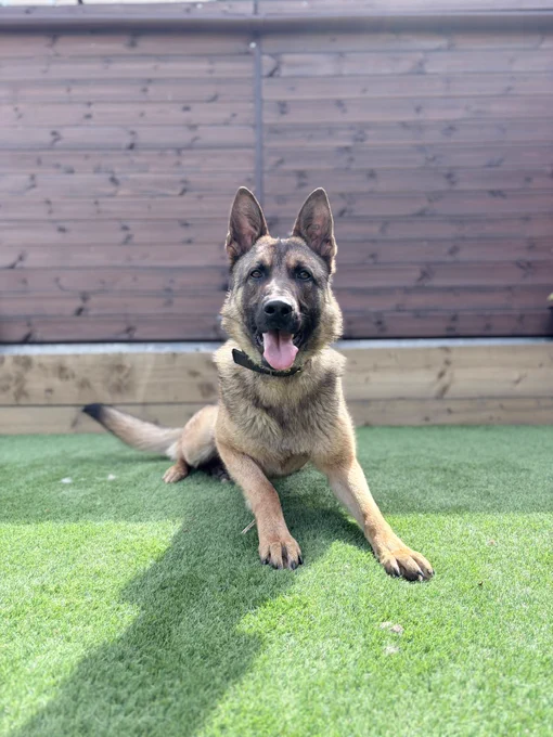 Police Dog Murphy,  German Shepard Dog lying on grass