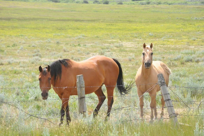 Horse nutrition seems complicated and boring, but is also key to health. Horse diet tips to help you navigate the murk.