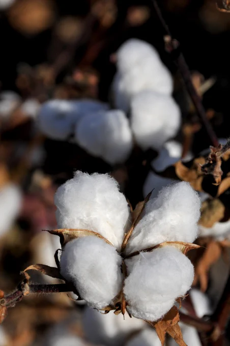 Cotton bolls