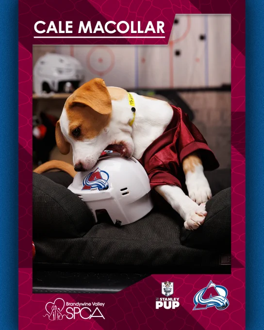 Photo of a puppy in a Avalanche jersey overlaid with the Avalanche logo and white text on a burgundy background that reads: \"Cale Macollar\"