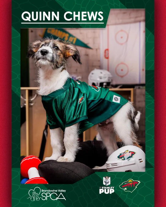 Photo of a puppy in a Wild jersey overlaid with the Wild logo and white text on a green background that reads: \"Quinn Chews\"
