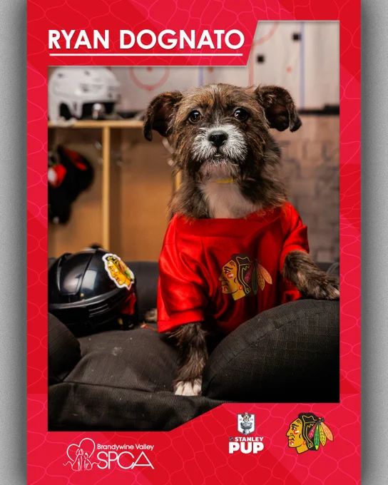 Photo of a puppy in a Blackhawks jersey overlaid with the Blackhawks logo and white text on a red background that reads: \"Ryan Dognato\"