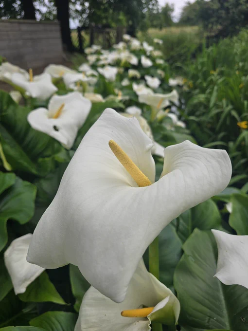 A lovely showing of arum lilys