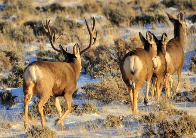 A mule deer buck with antlers walks behind two does through Wyoming sagebrush habitat in winter.
