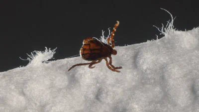 Tick-Borne Illness