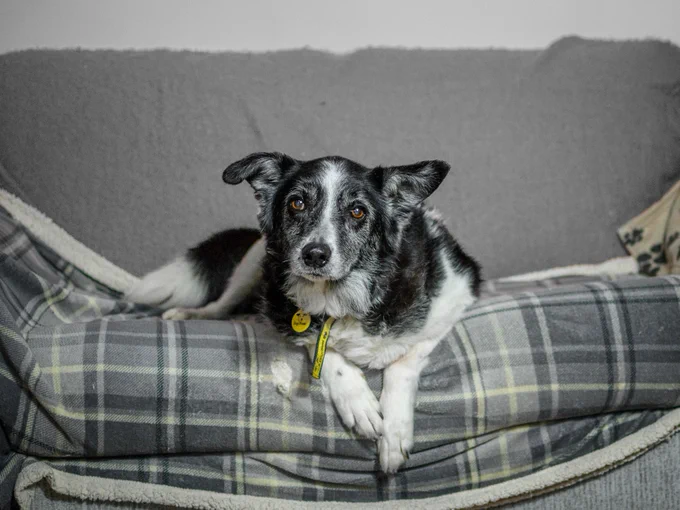 A black and white older dog lies down on a sofa with his paws hanging off the edge.