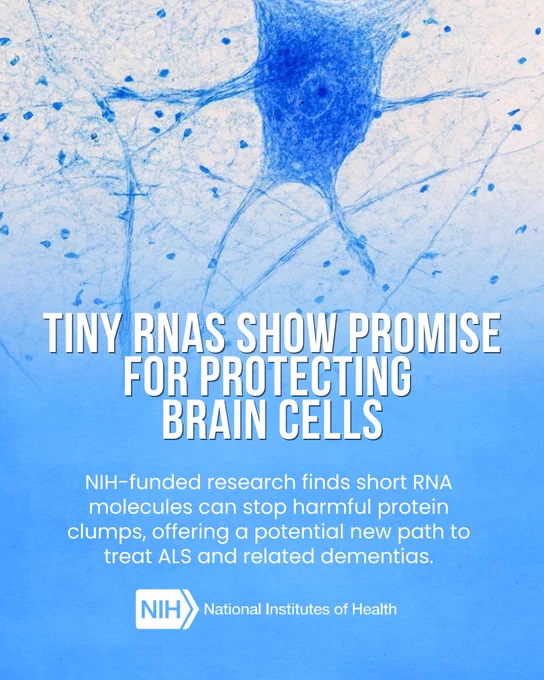 A neural cell image with blue branching structures on a light blue background. Text overlay reads: "Tiny RNAs show promise for protecting brain cells. NIH-funded research finds short RNA molecules can stop harmful protein clumps, offering a potential new path to treat ALS and related dementias." NIH logo is at the bottom.