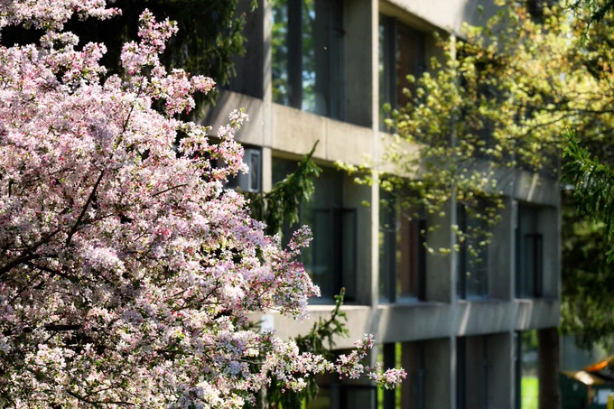 A building with a concrete facade is partially obscured by a blooming tree with pale pink and white flowers. Sunlight filters through the foliage, casting soft shadows.