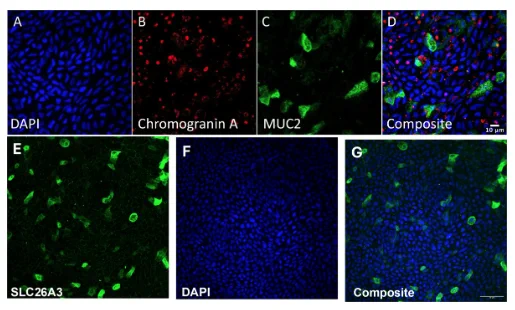 Representative en face images of human colon organoids on Transwell filters. (A) DAPI labeling of nuclei. (B) Chromogranin A immunofluorescence of enterochromaffin cells. (C) Immunofluorescence of MUC2. (D) Composite of panels A–C revealing that MUC2 and Chromogranin A are expressed in different cell types. (E) Immunofluorescence of SLC26A3 (DRA, a Cl⁻/HCO⁻3 exchanger). (F) DAPI labeling of nuclei. (G) Composite of panels E and F. Scale bar in panel g is 50 μm