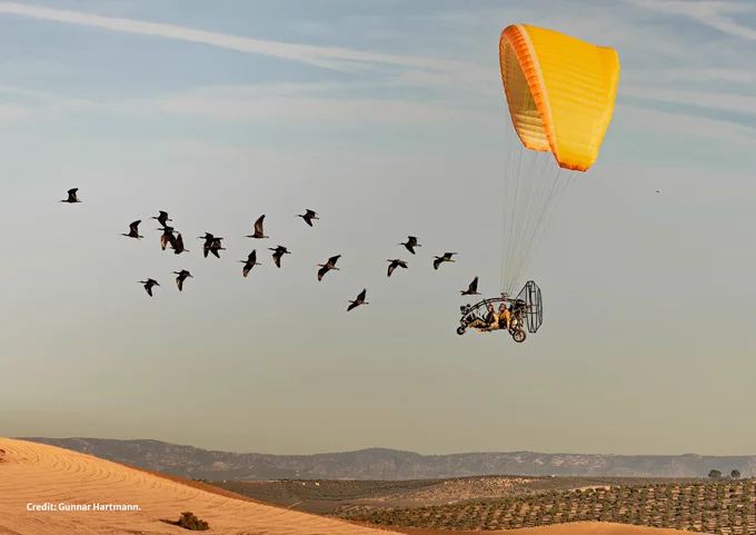 A bright yellow powered paraglider with two people inside flies alongside a flock of dark birds in a pale blue sky. Below are rolling hills covered in tilled, golden-brown fields and rows of small trees. Credit: Gunnar Hartmann.
