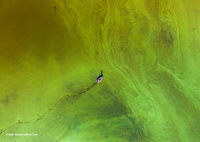 Aerial view of a vast body of water covered in vibrant green algal bloom with swirling patterns. A small boat with a person navigates through, leaving a dark trail. Credit: Haolun (Allen) Tian.
