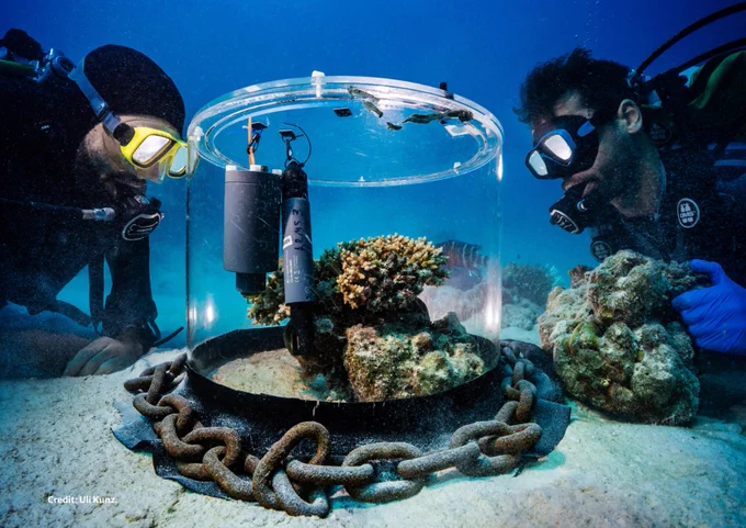 Two divers observe a clear cylindrical underwater enclosure anchored by chains on a sandy seabed. Inside, coral, a fish, & scientific instruments are visible. One diver wears yellow goggles, the other blue. A blue-gloved hand holds coral.