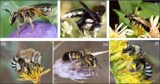 Figure 2 in the CABI Agriculture and Bioscience research article entitled "Anthropogenic changes influence bee populations, floral resource, and land cover change in Mount Rungwe Nature Forest Reserve" by Fredrick Ojija and John Pius John. The caption reads: Some examples of bee species (a) Andrena sp., (b) Xylocopa nigrita, (c) Lasioglossum sp., (d) Amegilla sp., (e) Ceratina sp. (e), and (f) Nomia sp., recorded in M.R.N.F.R. during this study.