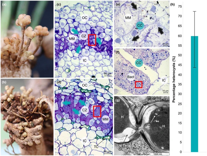 Anatomical and cellular organisation of the cyanobacterial zone in Encephalartos natalensis coralloid and precoralloid roots.