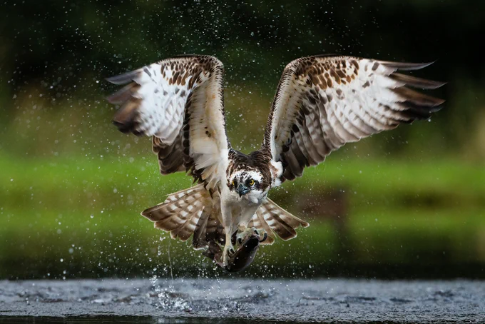An action shot of an osprey bursting out of the water with its wings fully spread, splashing water droplets everywhere while gripping a fish tightly in its talons.