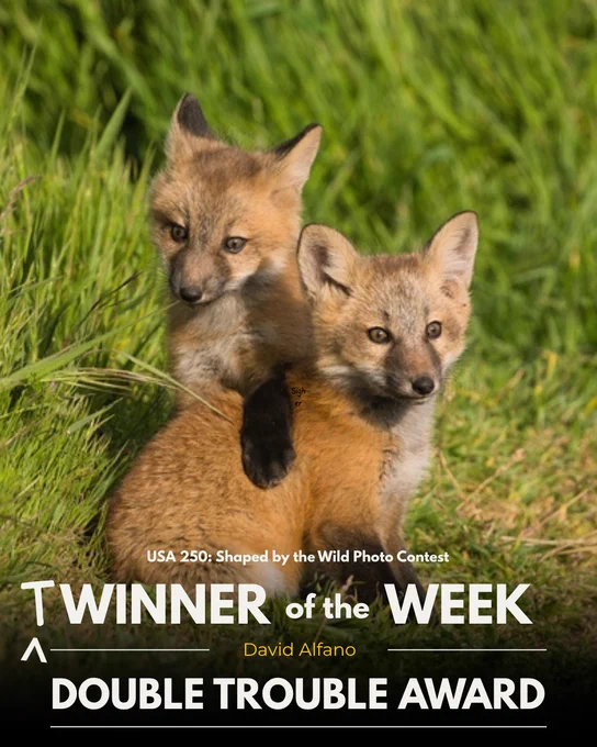 Two foxes in a grassy area. Text says "USA 250: Shaped by the Wild Photo Contest" and "Winner of the Week" with a "^T" to make it read "Twinner." Text below that reads "David Alfano" and under that "Double Trouble Award"