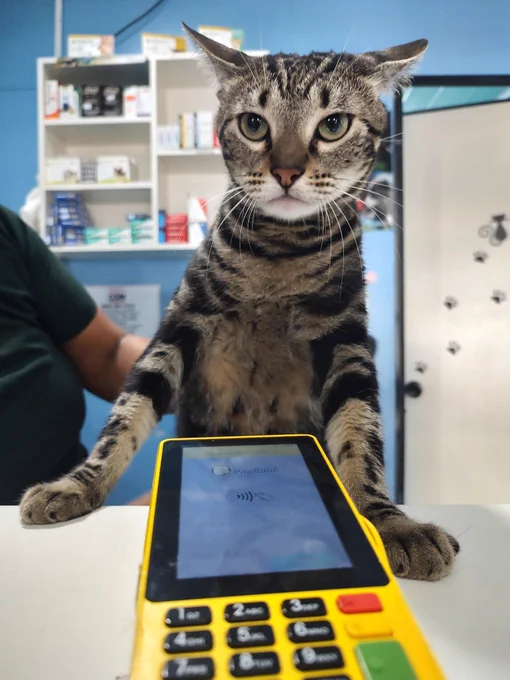 A stern looking brown cat looms over a yellow card reader.