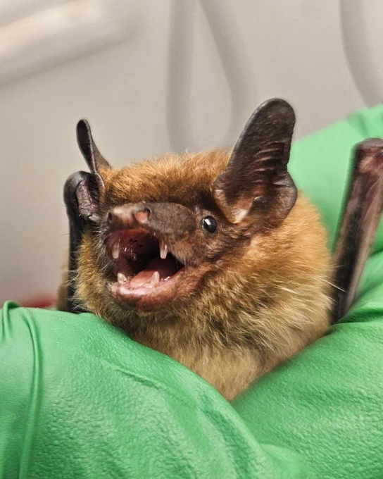 Close-up of a small brown bat with open mouth showing sharp teeth, held gently by a person wearing green gloves.