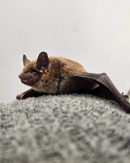 Close-up of a small brown bat resting on a textured gray surface with wings partially extended.