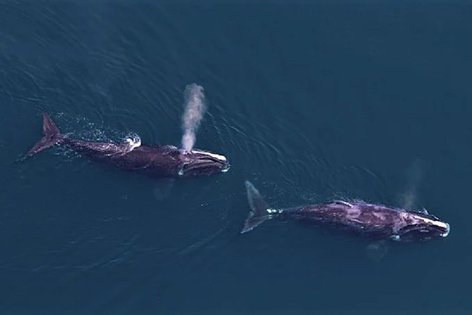 Aerial photo of two Right Whales on the surface