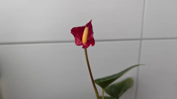 Fast entfaltete Blüte einer Mini-Anthurie in einem Badezimmer.