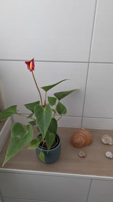 Eine Mini-Anthurie steht in einem Badezimmer. Neben dem petrolfarbenen Topf befinden sich drei Schneckenhäuser und eine orangefarbene Kerze in Form eines Schneckenhauses.