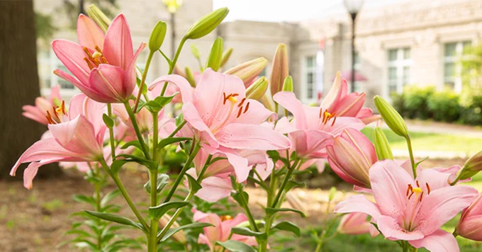 A close-up of light pink lilies in full bloom, with campus buildings softly blurred in the background.