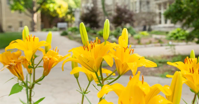 A vibrant close-up of bright yellow lilies blooming along a concrete campus walkway.