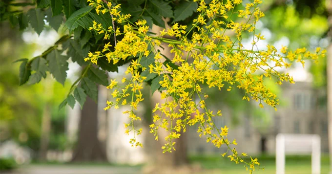 Close-up of a branch filled with clusters of tiny yellow flowers, with a blurred stone building and green trees in the background.