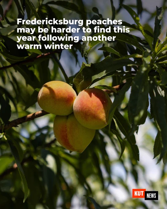 Fredericksburg peaches may be harder to find this year following another warm winter
