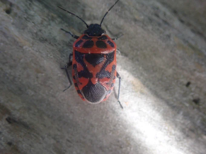 Ornate Shieldbug