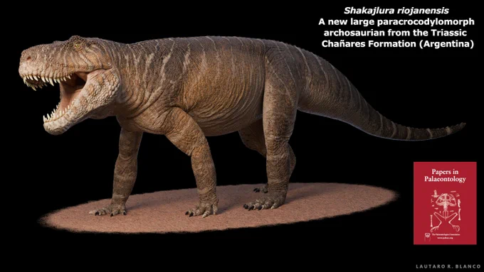 Artist's reconstruction of the Triassic paracrocodylomorph Shakajlura riojanensis, from the Chanares Formation, Argentina, by Lautaro R. Blanco.
Red rectangle in bottom right corner is a cover image from the journal Papers in Palaeontology.