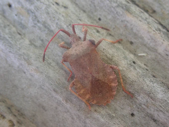 Dock Bug