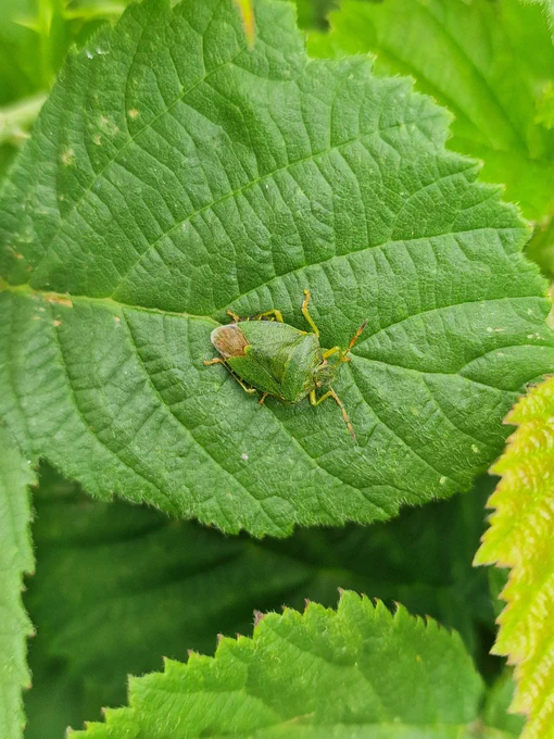 Green Shieldbug