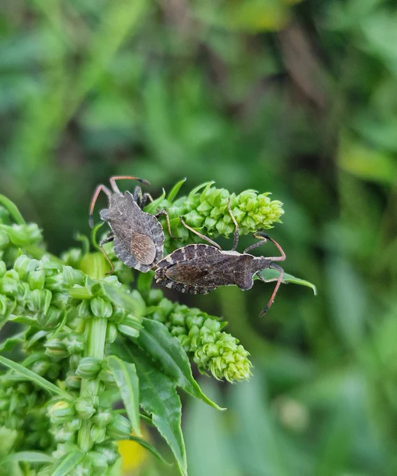 Boat Bug