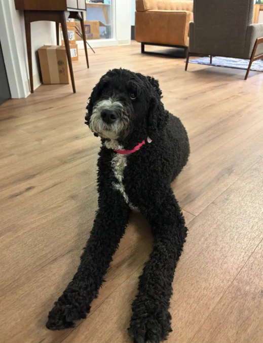 A photo from the weekend of Pow, Rob Sand's dog sitting on the ground in the campaign office. 