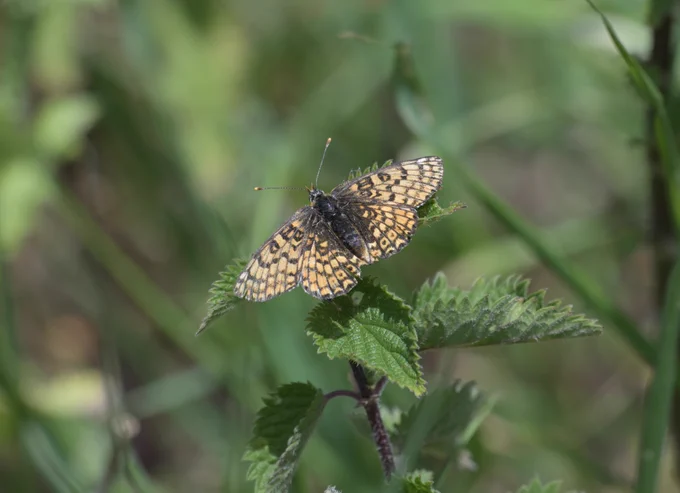 Glanville Fritillary
