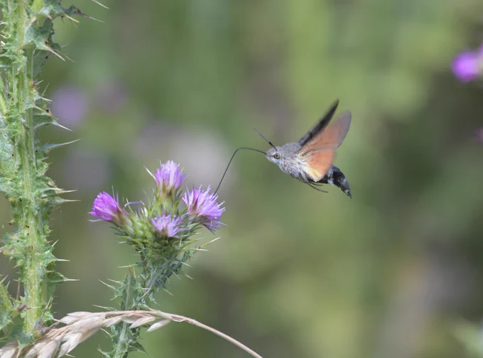 Hummingbird hawkmoth