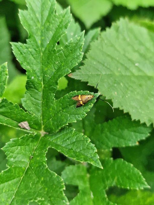 Yellow banded Longhorn