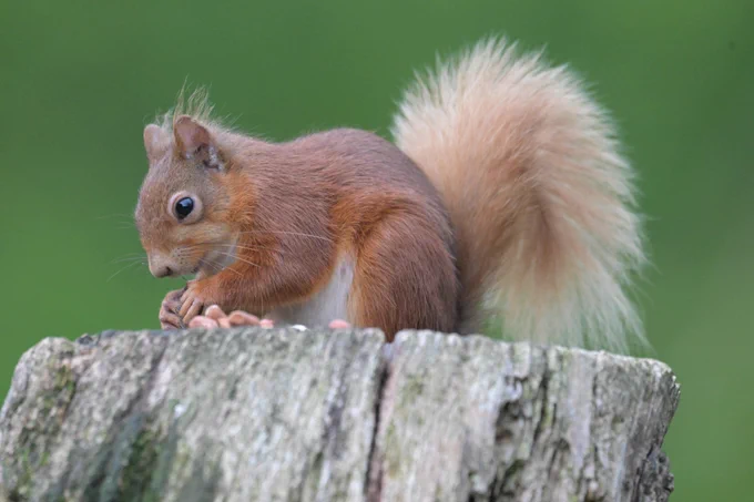Red Squirrel