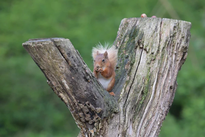 Red Squirrel
