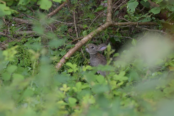 Rabbit