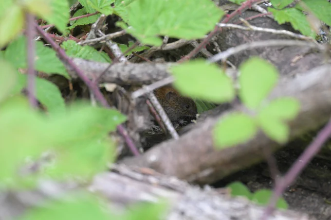 Bank Vole