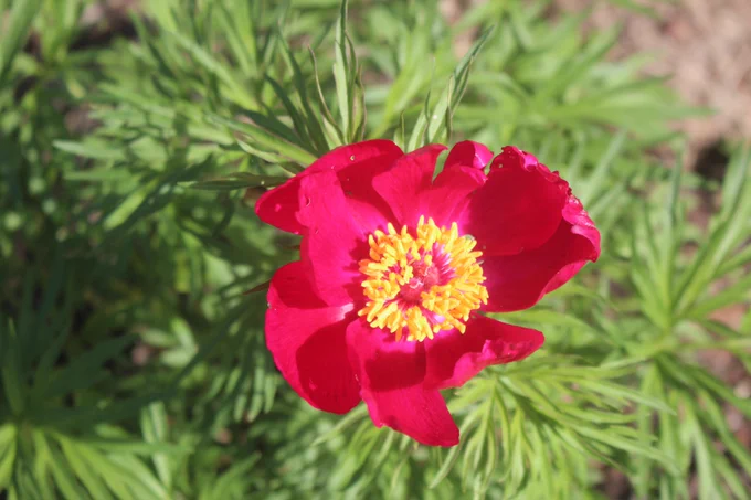 Fernleaf peony in bloom.